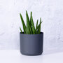 Aloeplant